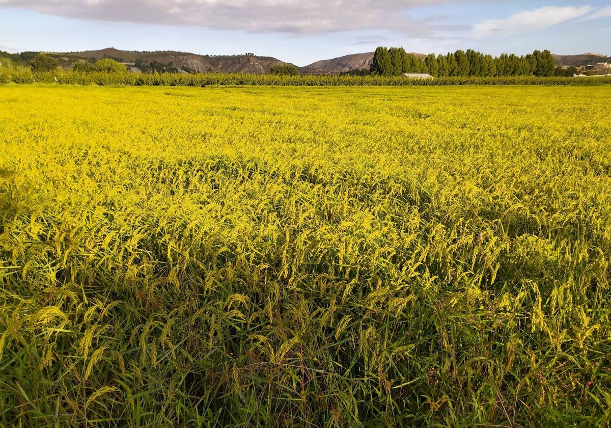 Plantación de arroz de Calasparra.