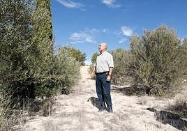 Tomás Navarro inspecciona algunos de sus árboles en la finca familiar, entre Lorca y Caravaca de la Cruz.