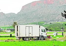 Unos trabajadores en plena recolección de lechugas en una finca en Santomera.