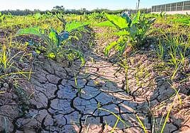 Bancales con una plantación de alcachofa en la pedanía oriolana de Molins.