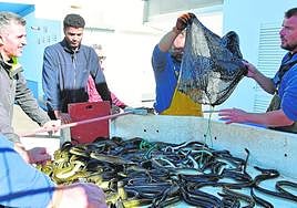 Una de las primeras partidas de anguila de la temporada.