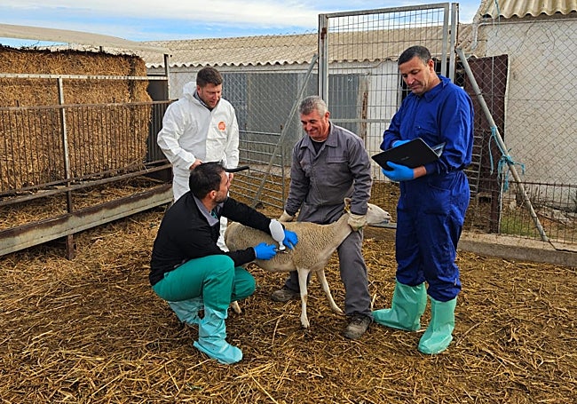 La vacunación ha comenzado por la cabaña ovina cercana a Águilas.