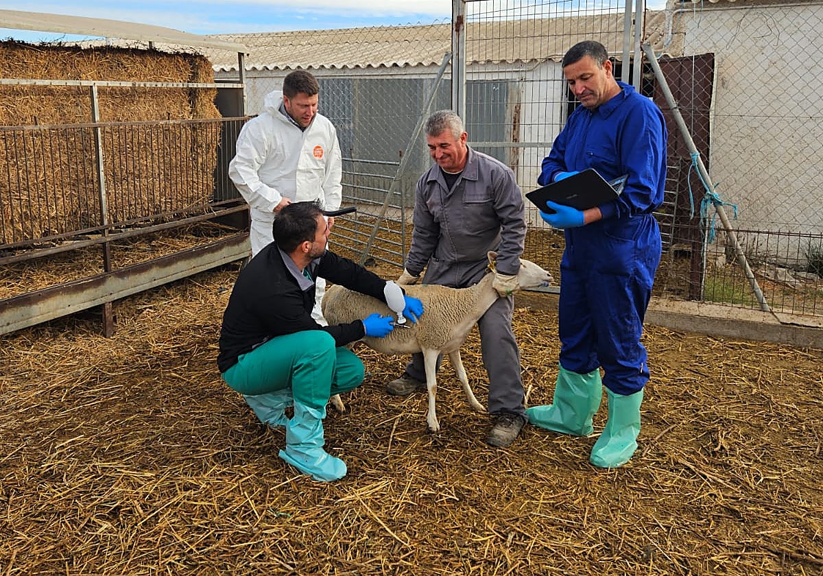 Vacunación contra la lengua azul en una granja de Águilas, hace dos semanas.