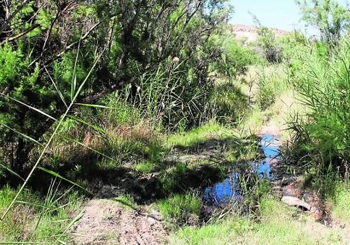 Humedal de la Fuente del Chorrico, una zona de vegetación de Molina, en una imagen de archivo.