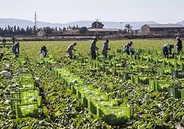 Tabajadores del campo en una imagen de arhivo.