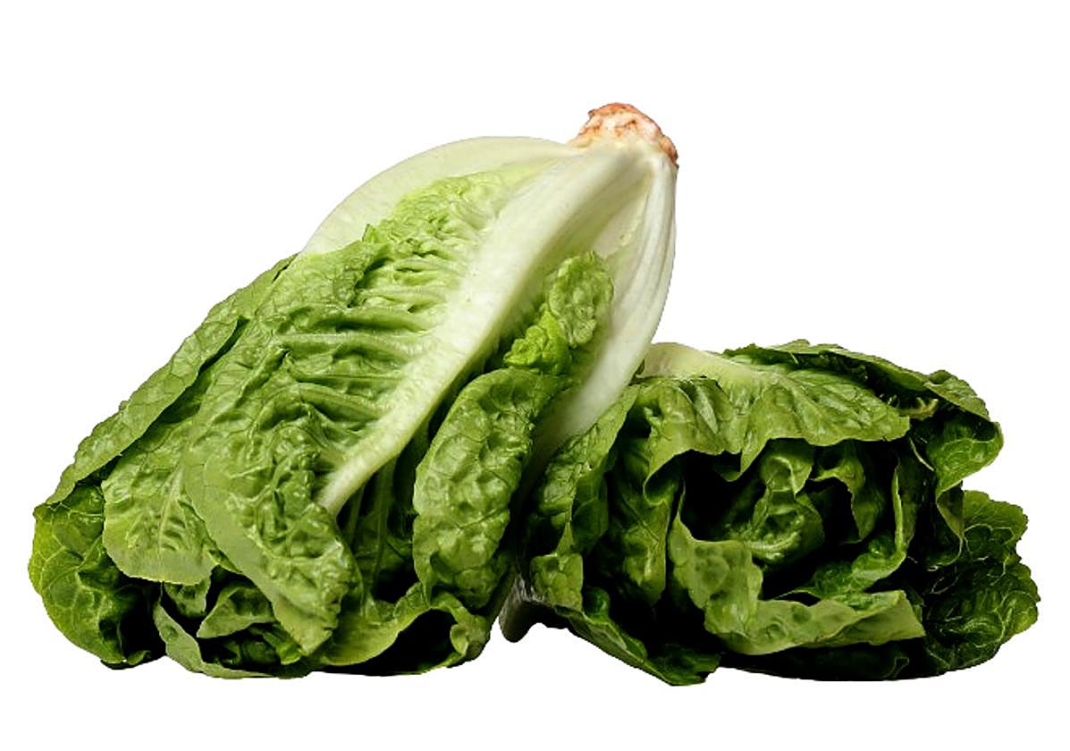 La lechuga es una de las reinas de la huerta (y la exportación) regional