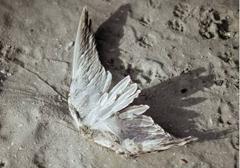 &#039;Magnífica Desolación&#039;: Cuatro historias ensambladas