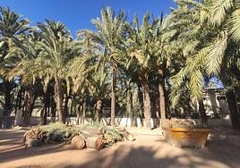 Restos de troncos talados en el Palmeral de Orihuela.