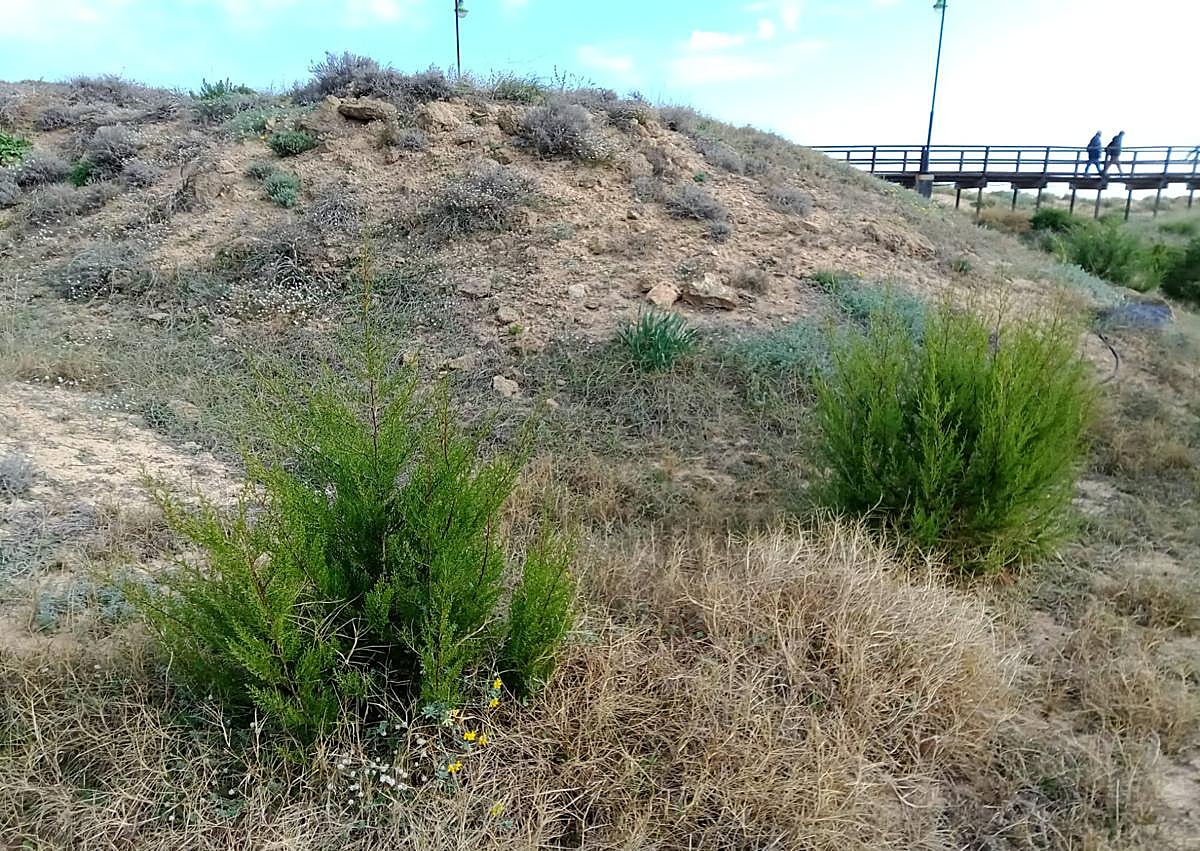Imagen secundaria 1 - El bosque dunar florece en el Molino del Agua de Torrevieja con 150 nuevas sabinas y enebros