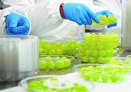 Proceso de envasado de uva en los 'packs' de doce en las instalaciones de la empresa El Ciruelo.