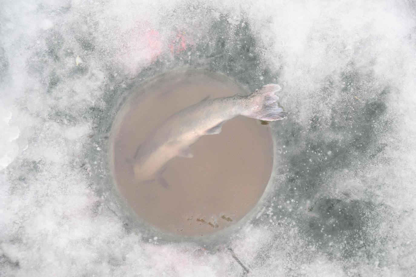 Fotos: Festival de Pesca de Hwacheon