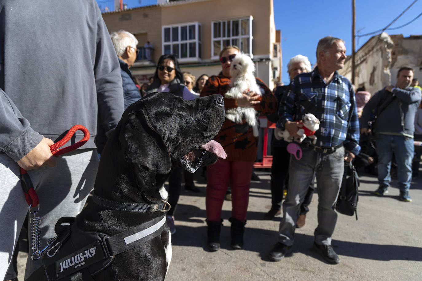 Fotos: Bendición de animales en Cartagena