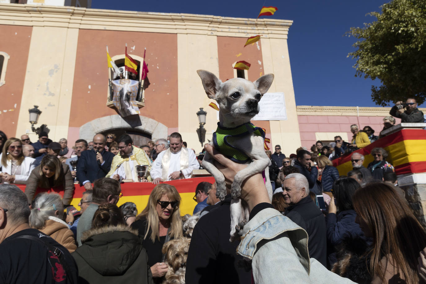 Fotos: Bendición de animales en Cartagena