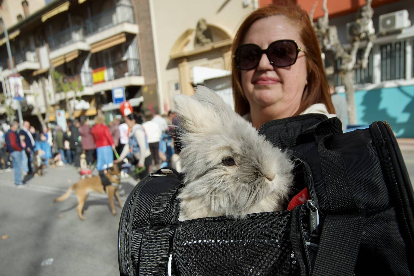 Fotos: Bendición de animales por San Antón en Murcia, en imágenes