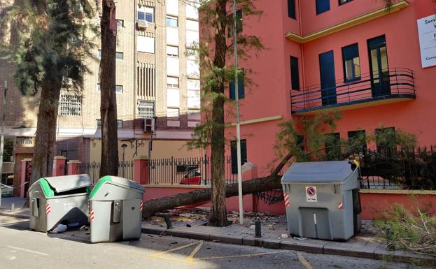 Imagen principal - Un árbol derribado por el viento en la calle Puerta Nueva de Murcia.