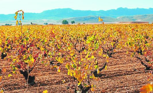Paisaje de viñedos de Yecla. 