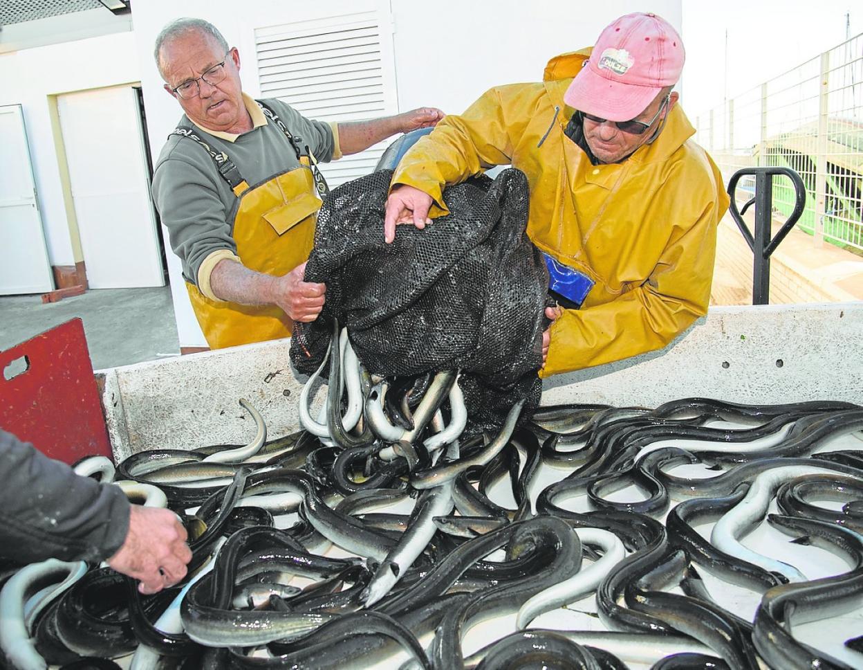 Pescadores descargan en el puerto de Lo Pagán las anguilas capturadas en el Mar Menor. 