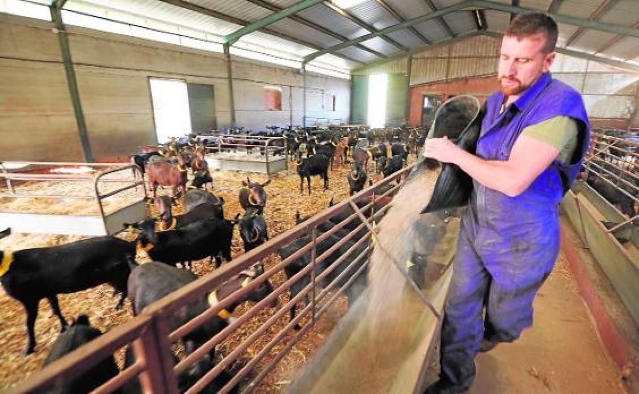 Un ganadero echa pienso a las cabras de su establo. 