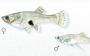 La gambusia &#039;plaguicida&#039; que se convirtió en plaga