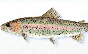 La trucha arcoíris, la especie más cultivada