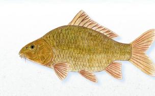 La carpa común, en el top 100 de las dañinas