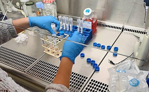 Aislamiento de adipocitos de ratones para realizar un cultivo primario celular.