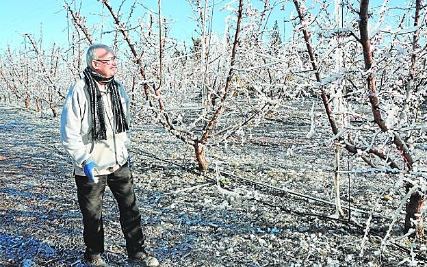 El agricultor Antonio Benito observa sus melocotoneros cubiertos de hielo, ayer por la mañana. 