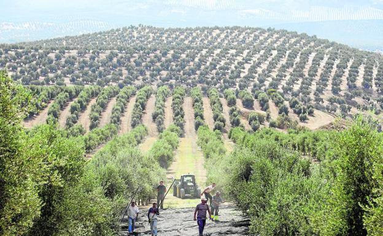 Campos de olivos, en una imagen de archivo. 