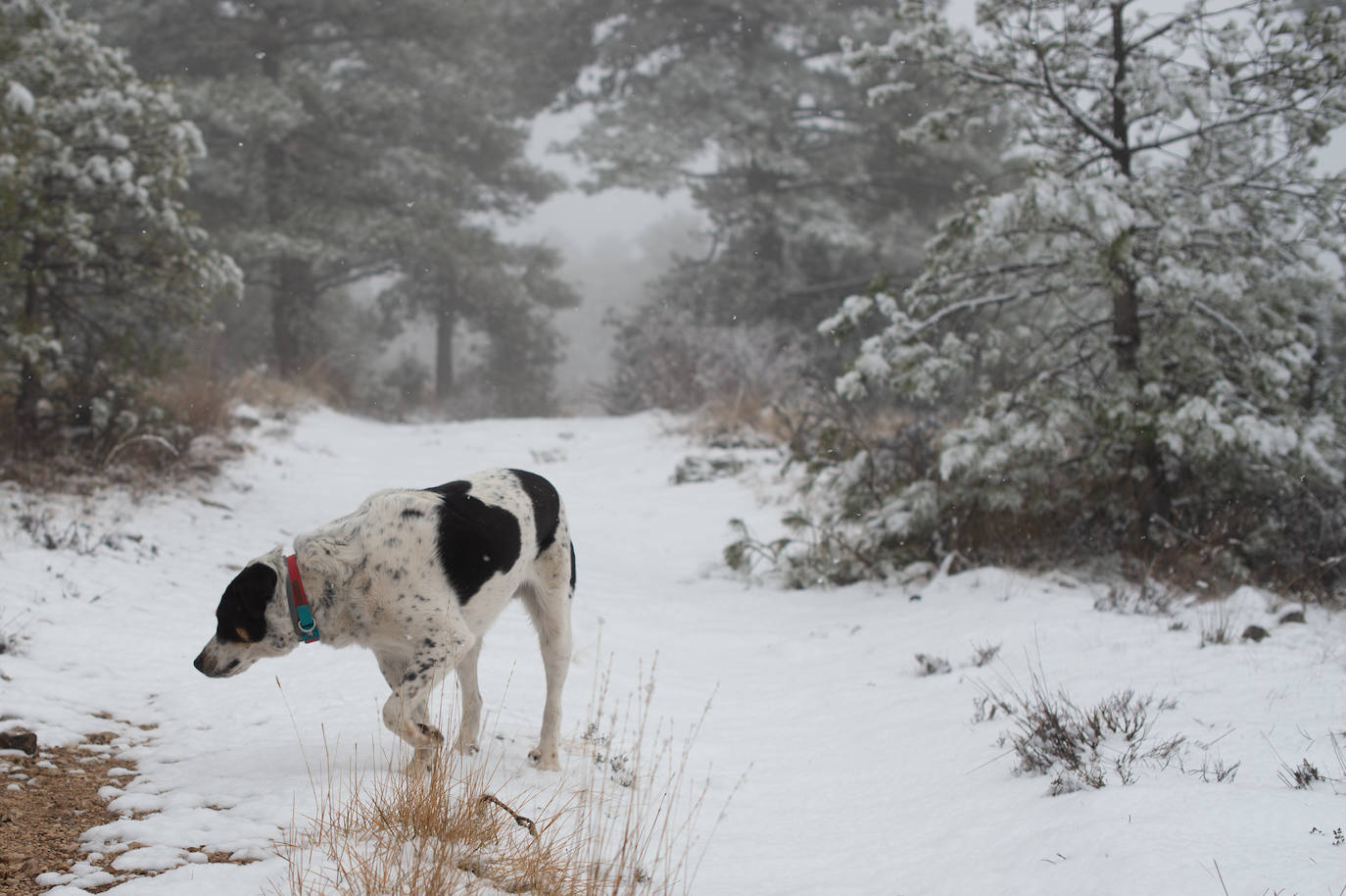 Fotos: La nieve en las pedanías altas de Caravaca y Moratalla, en imágenes