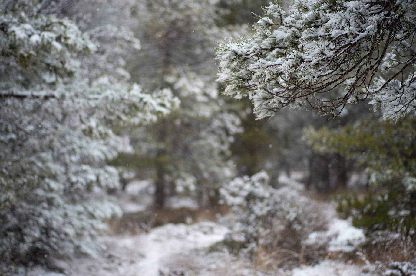 Fotos: La nieve en las pedanías altas de Caravaca y Moratalla, en imágenes