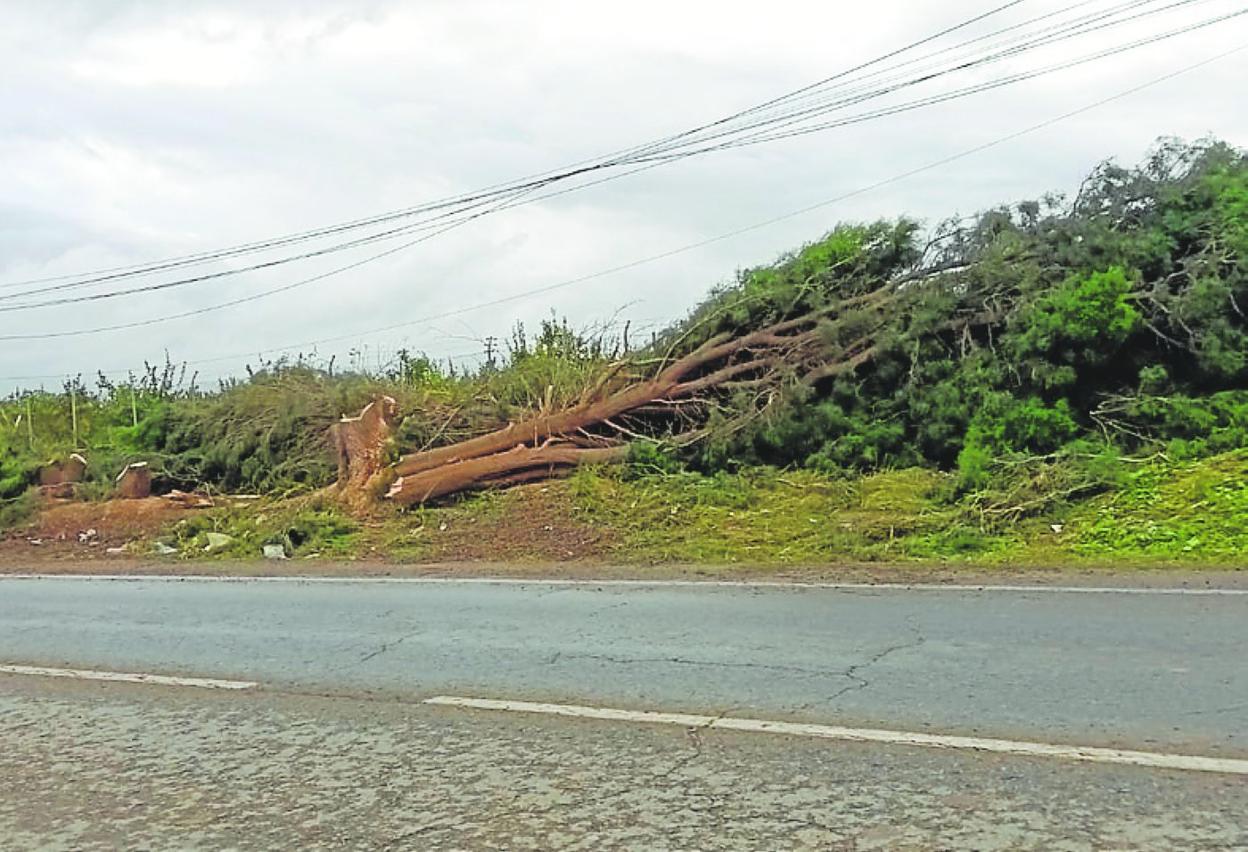 Un grupo de sabinas moras taladas en la carretera de La Palma. 