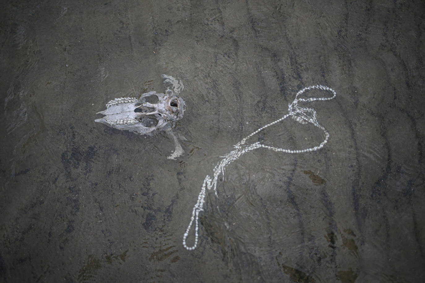 Fotos: Honores a la reina del mar