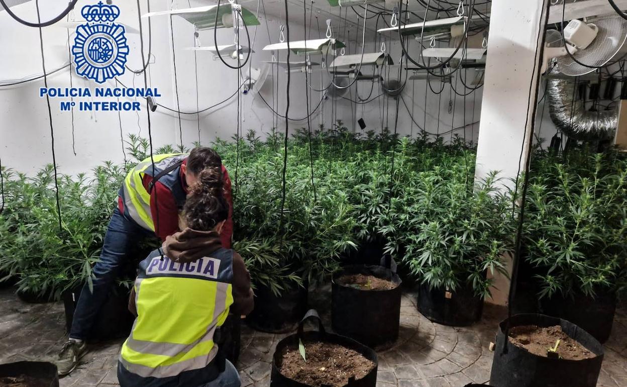 Plantación hallada en una de las viviendas.