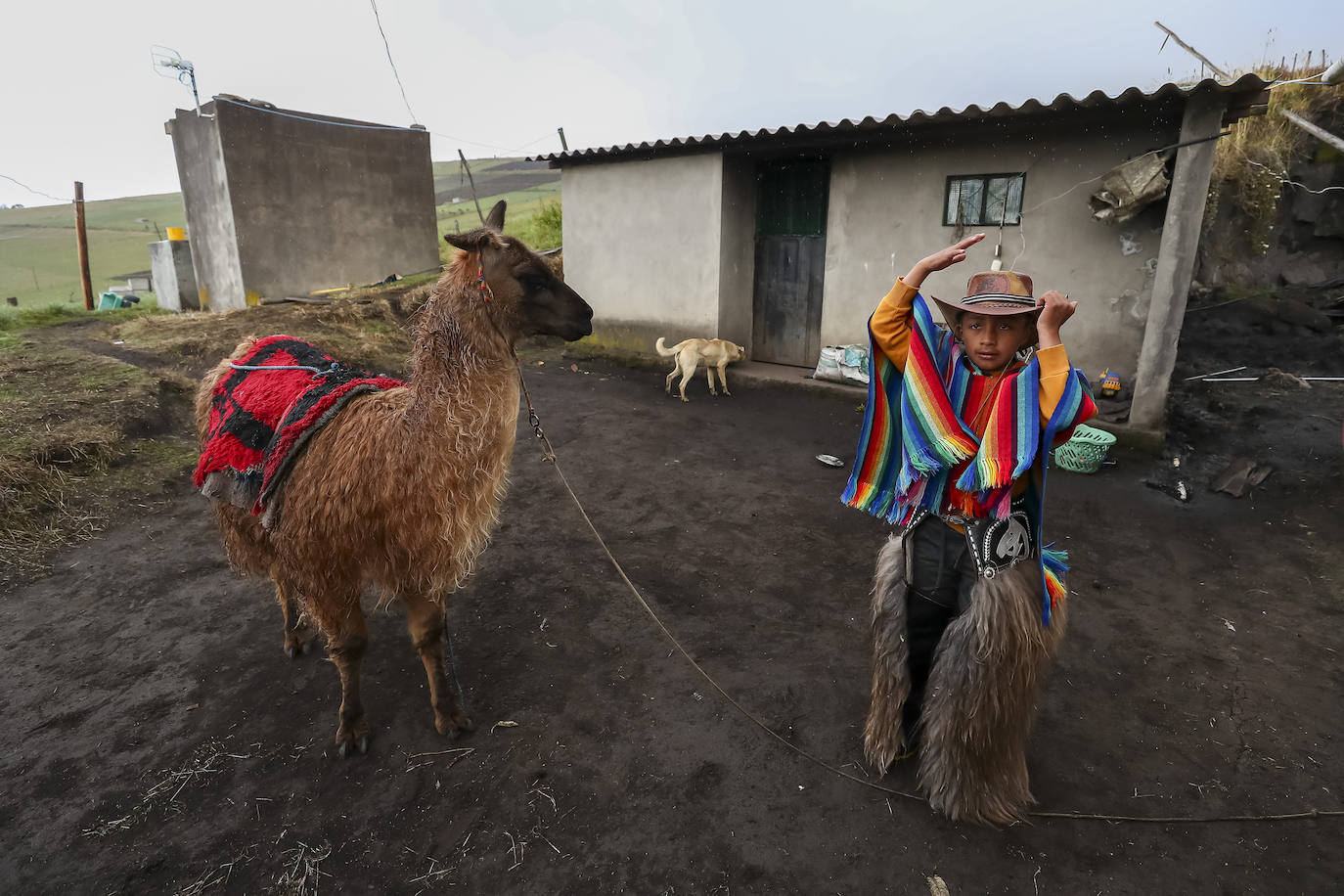 Fotos: Pequeños jinetes para las llamas de los Andes