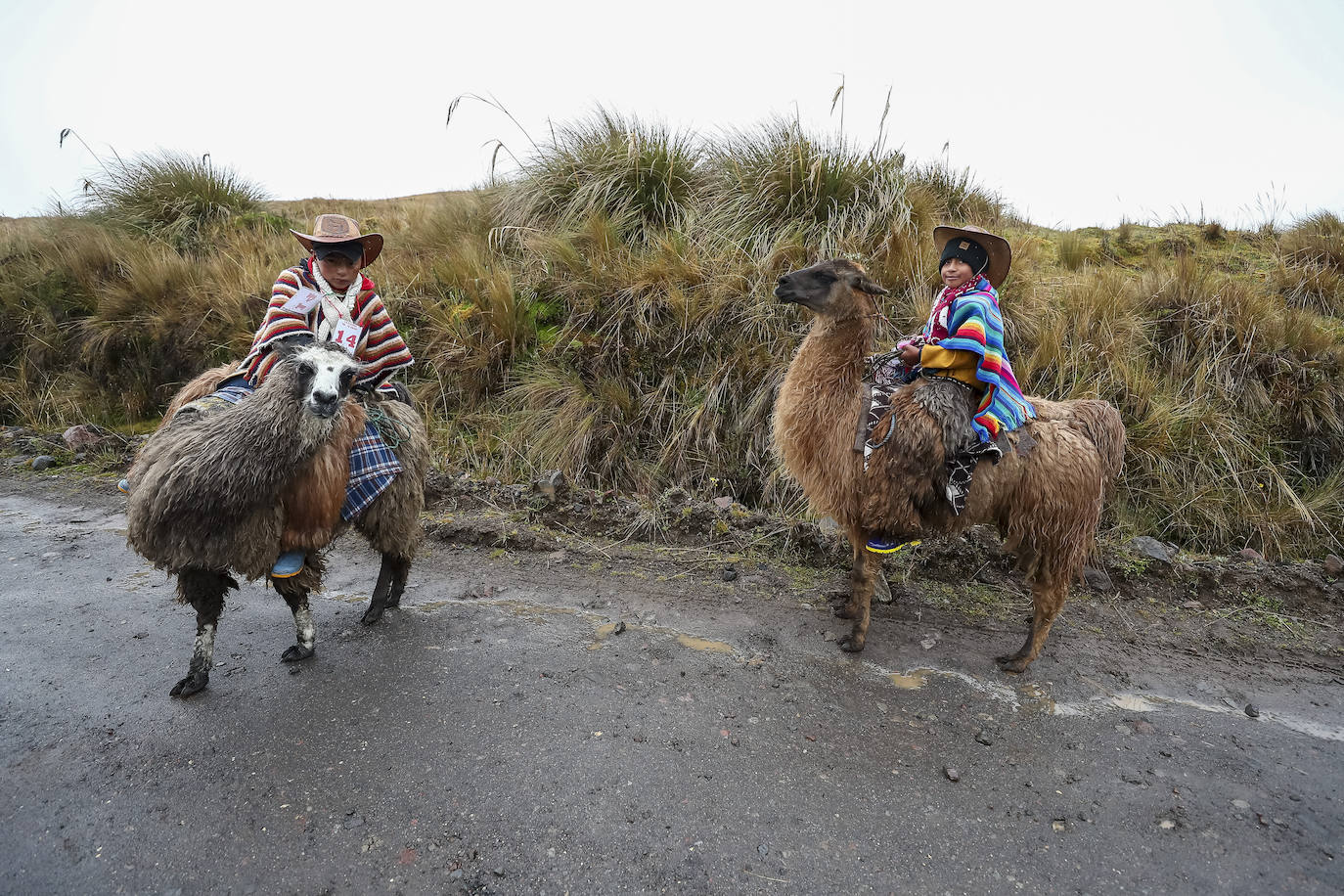 Fotos: Pequeños jinetes para las llamas de los Andes