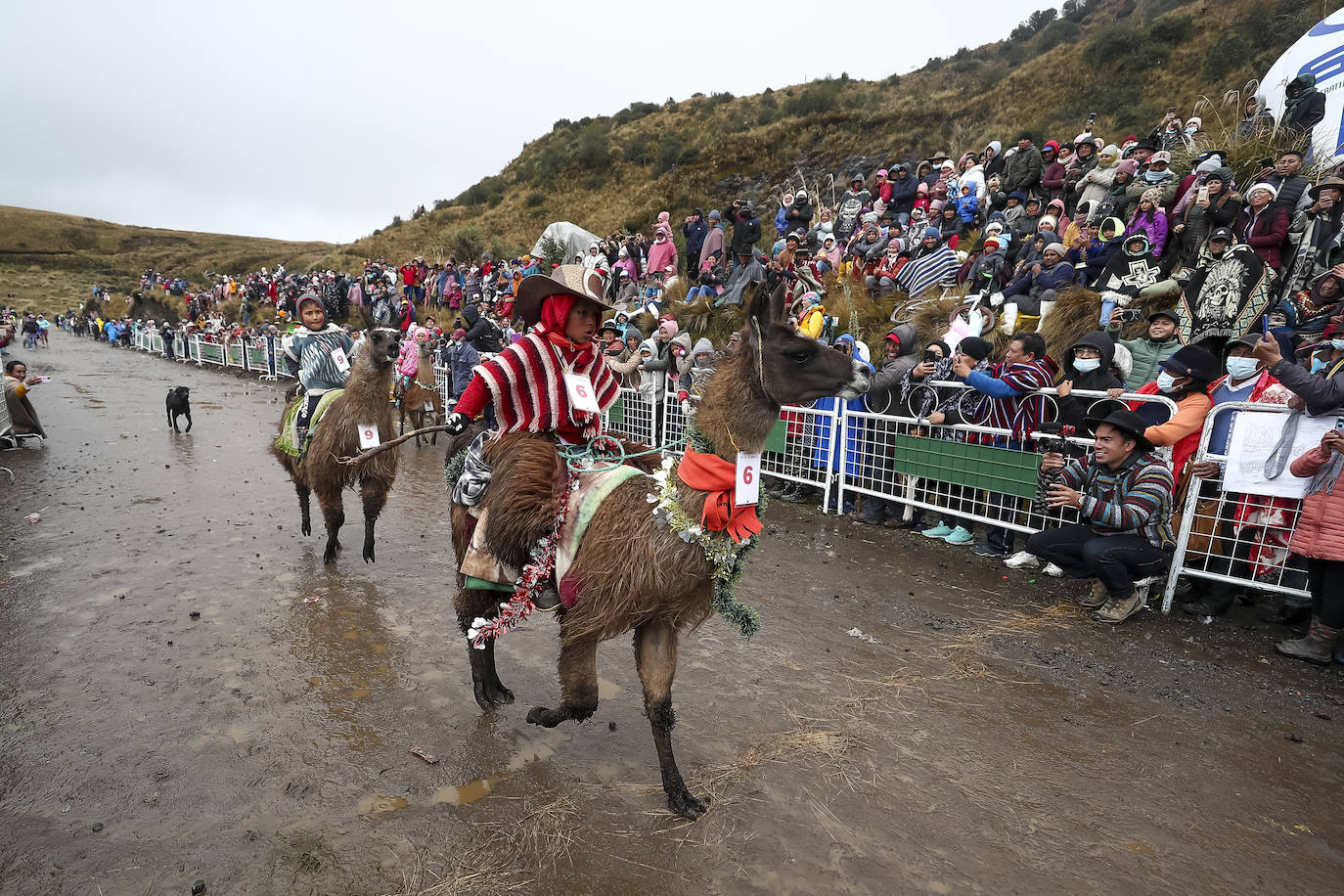 Fotos: Pequeños jinetes para las llamas de los Andes