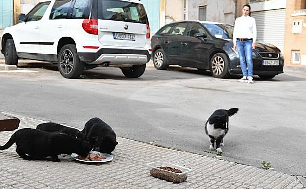 Gatos urbanos se alimentan en una calle de la pedanía murciana de La Alberca. 