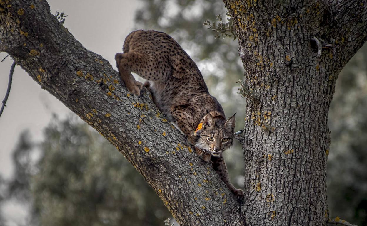 Un lince ibérico liberado el pasado martes en los Montes de Toledo.
