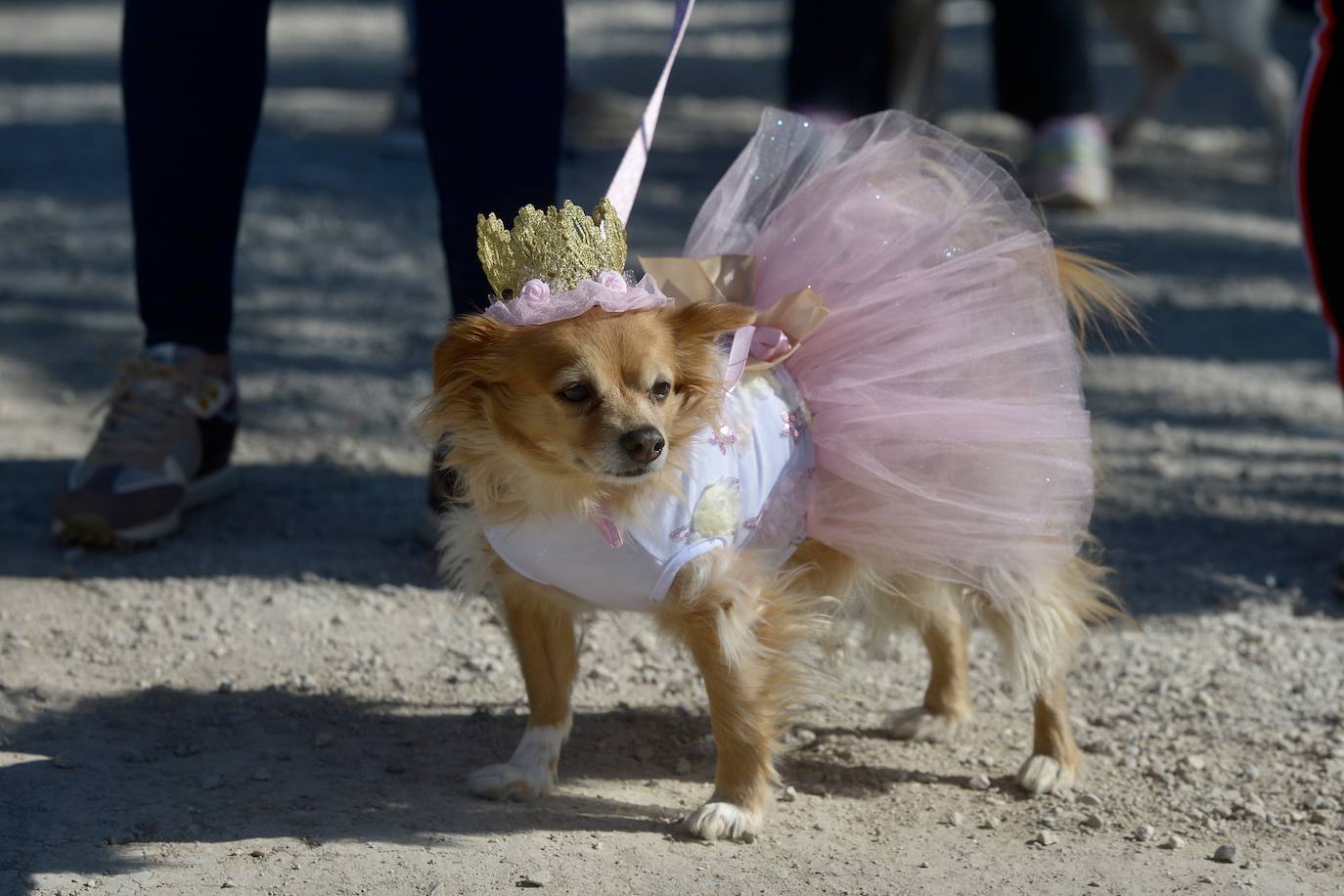 Fotos: El concurso de disfraces de mascotas del Carnaval de Cabezo de Torres, en imágenes
