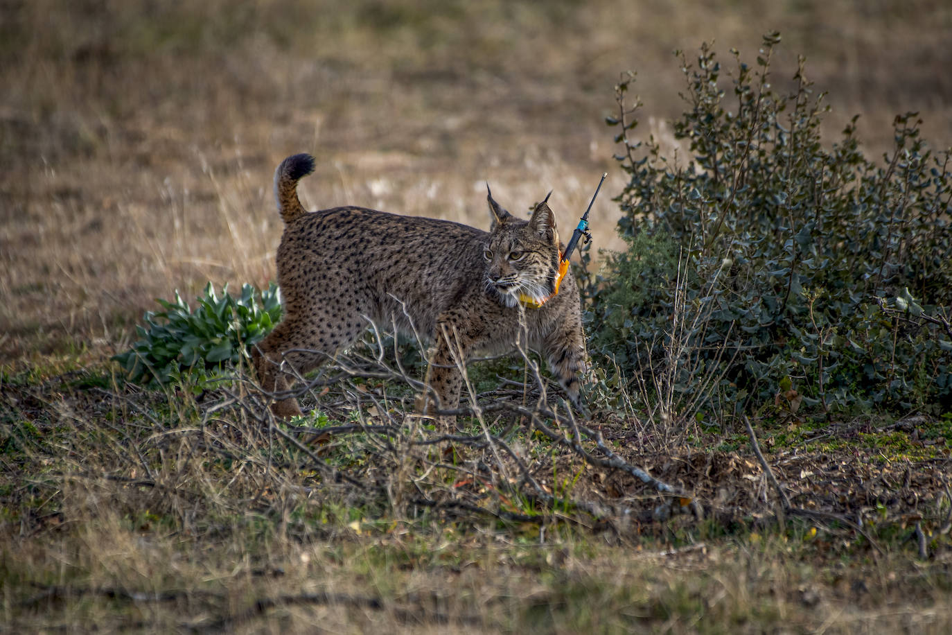 An Iberian lynx released this month in the Montes de Toledo. 