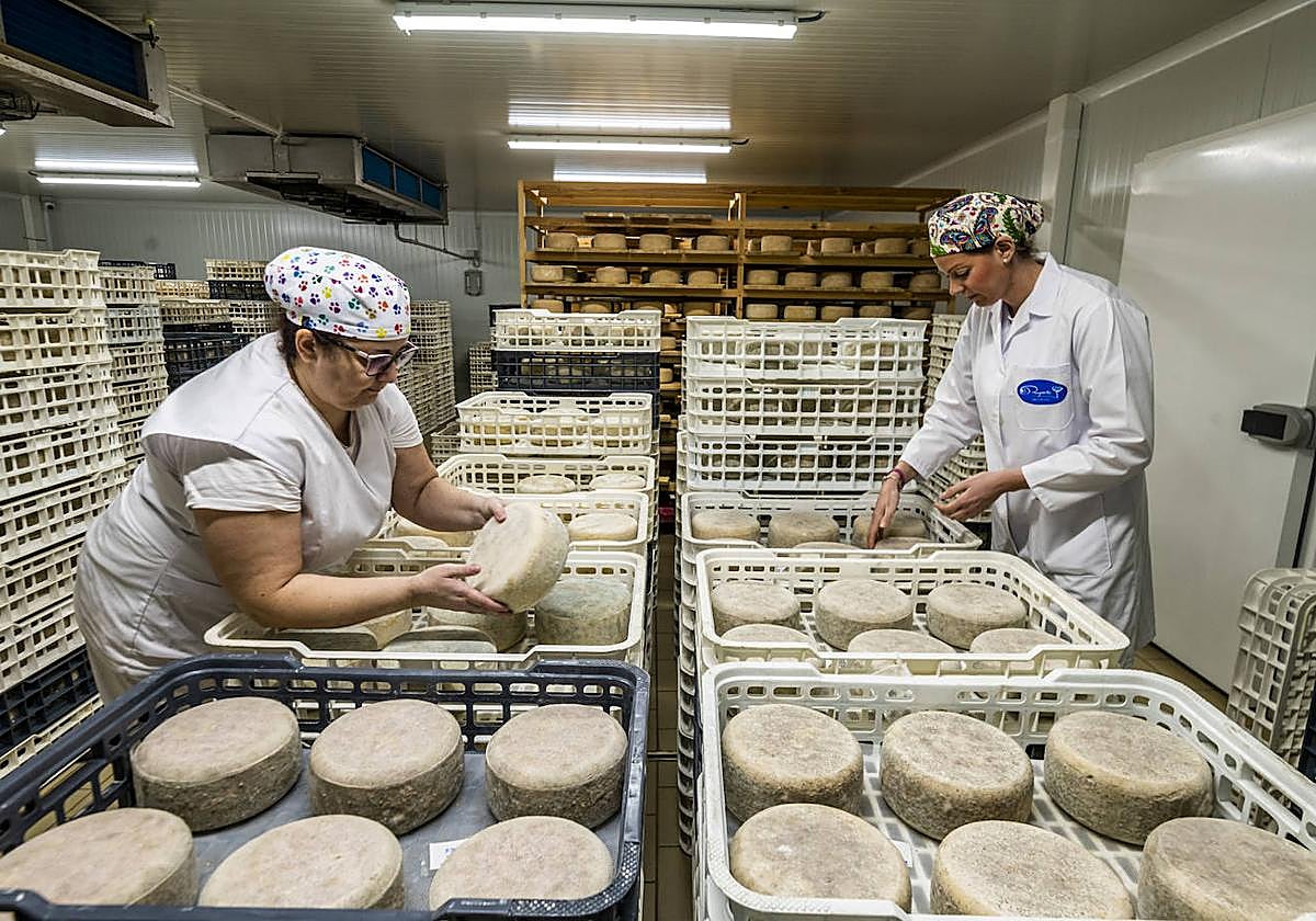 Mari Carmen Martínez y Victoria Mercader voltean varias piezas de queso El Abuelo, medalla SuperGold en los últimos World Cheese Awards.