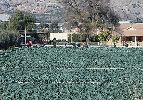 Jornaleros recogen brócoli en una finca de Marchena, ayer.