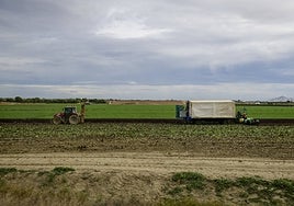 Trabajadores en el campo de Cartagena.