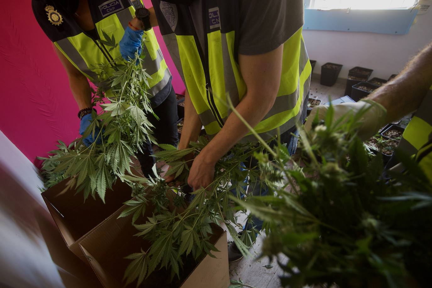 Operación de la Policía Nacional contra una plantación de marihuana, en una foto de archivo.