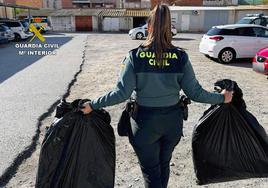 Una agente de la Guardia Civil incauta las bolsas repletas de plantas de marihuana en Villanueva del Río Segura.