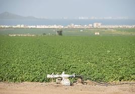 Regadíos en la zona de Los Nietos, con el Mar Menor y La Manga al fondo, en una foto de archivo.