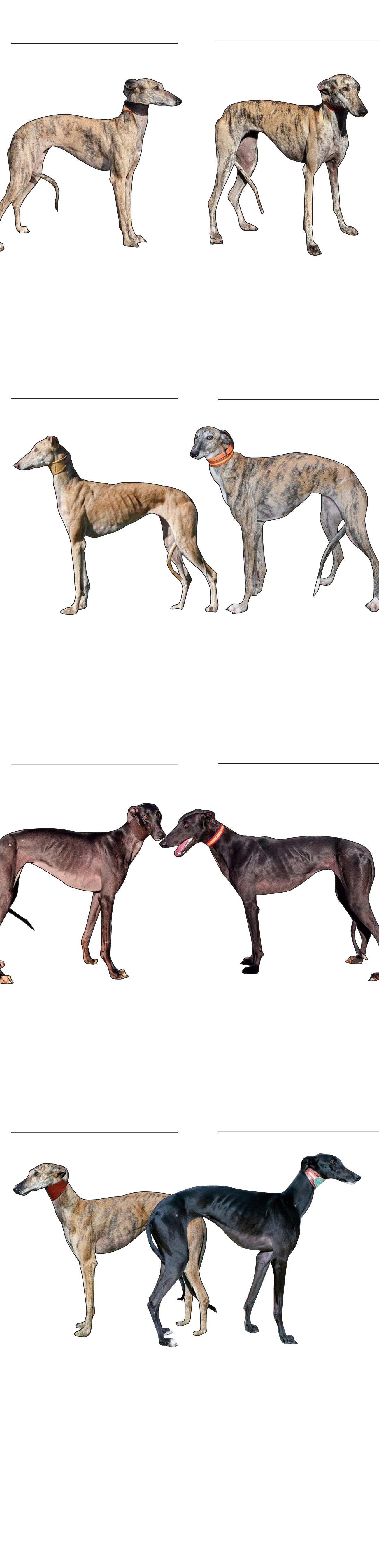 El gráfico muestra los dieciséis galgos que compiten en el campeonato de España de Galgos en Campo