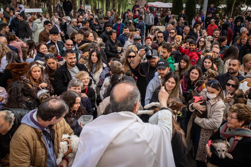 Las imágenes del día de San Antón en Orihuela