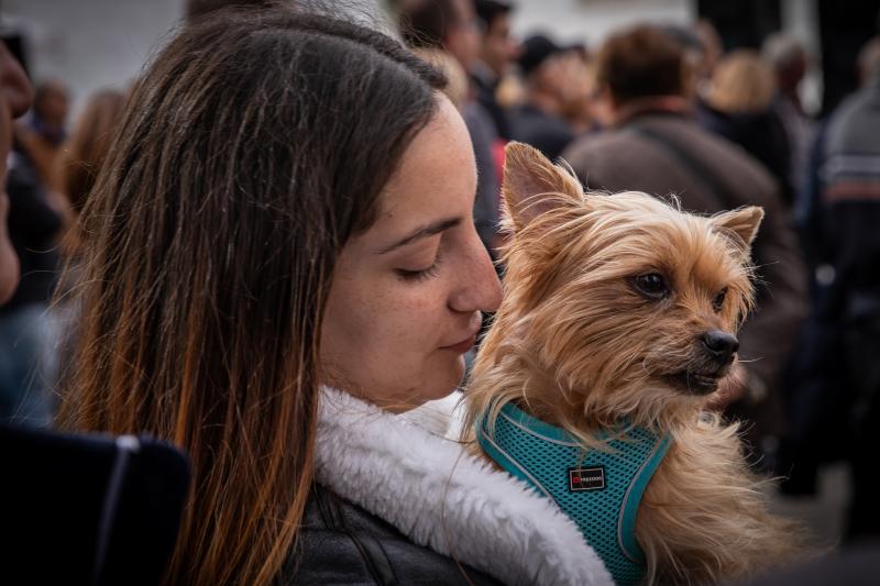 Las imágenes del día de San Antón en Orihuela