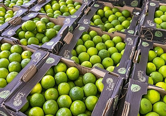 Limones preparados para su venta en una imagen de archivo.